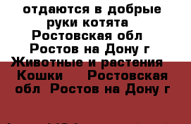 отдаются в добрые руки котята - Ростовская обл., Ростов-на-Дону г. Животные и растения » Кошки   . Ростовская обл.,Ростов-на-Дону г.